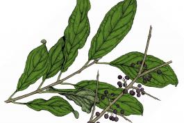 Illustration of common buckthorn leaves and fruits.