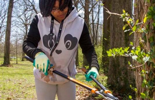 A girl removes invasive plants from a St. Louis park