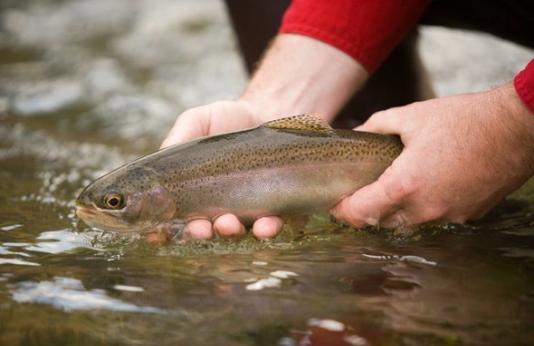 Man holds rainbow trout