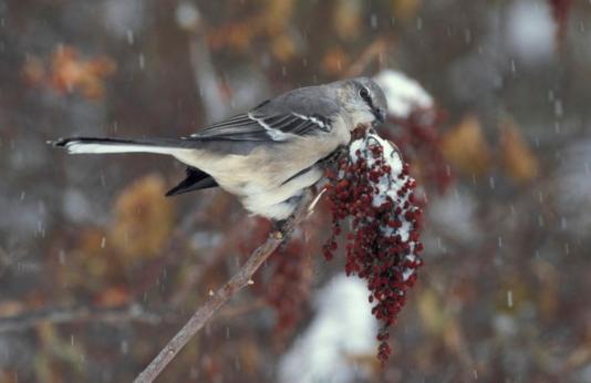 Northern mockingbird on branch