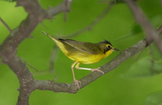 Kentucky warbler perches on tree branch
