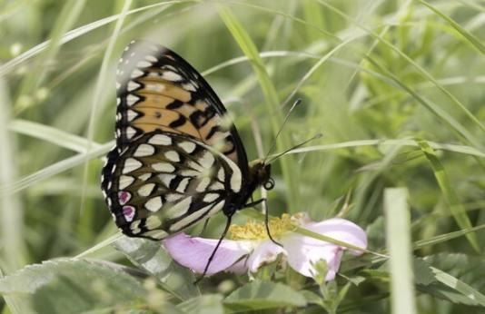 regal fritillary butterfly 