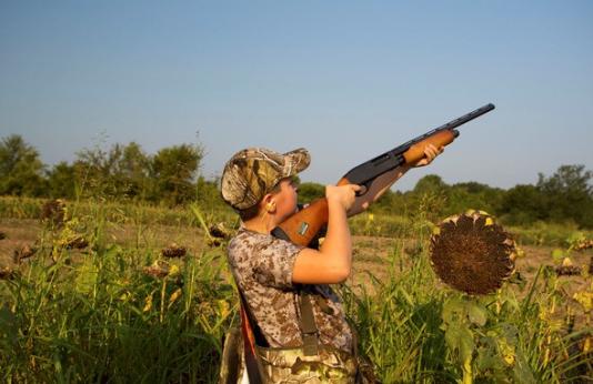 Dove hunter aims shotgun in sunflower field