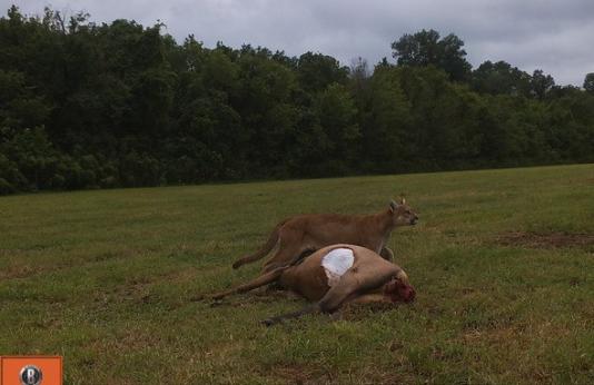 Mountain lion eats adult elk in Shannon County