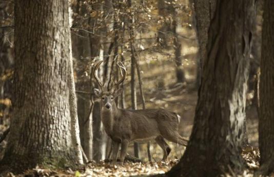 Large white tail deer in woods
