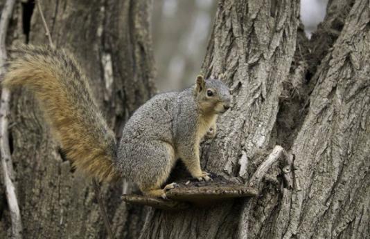 Fox squirrel in tree
