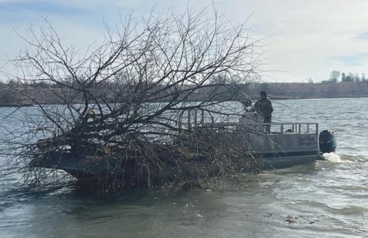 Sinking tree in lake