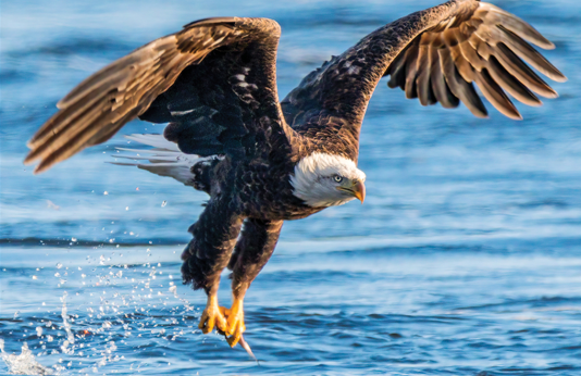Bald eagle captures fish from lake