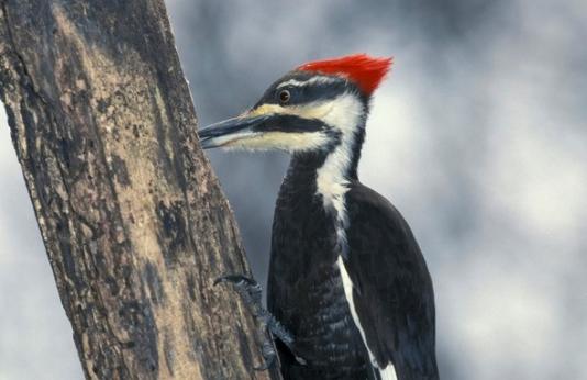 Pileated woodpecker feeds from tree trunk