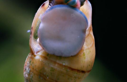 Beaver Creek Snail