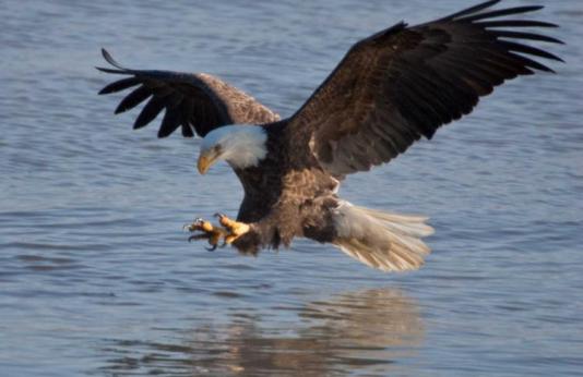 Bald Eagle over water