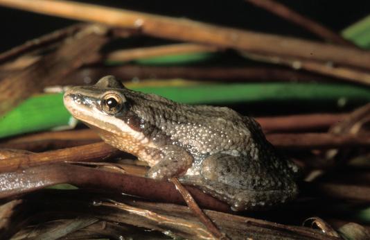 Photo of a western chorus frog