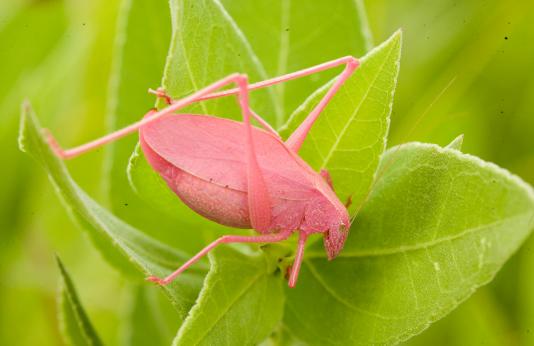 A bright pink katydid on a green leaf