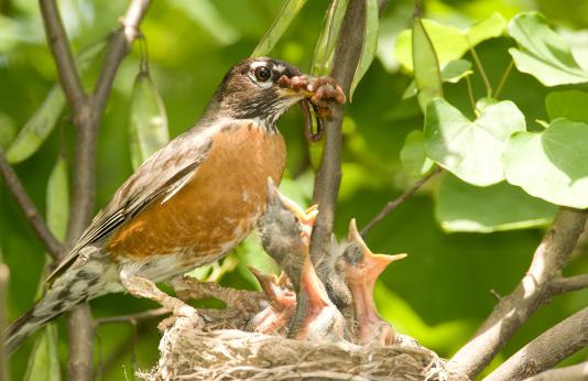 Robin chicks getting fed by a parent.