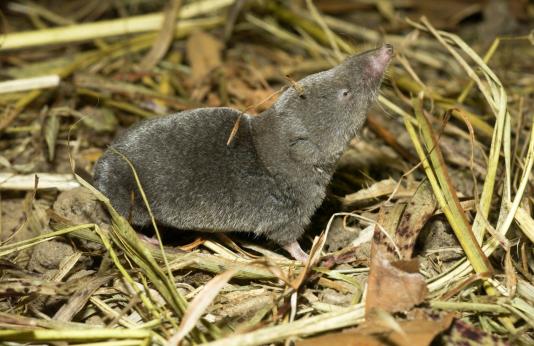 Short-Tailed Shrew in tall grass