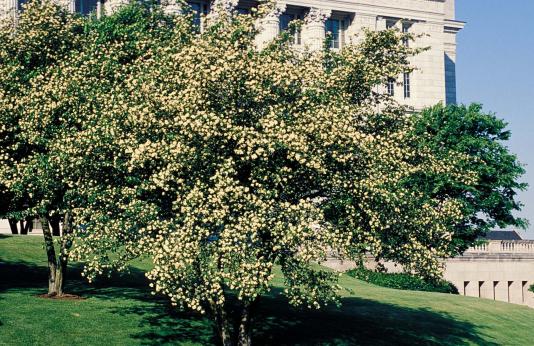 Photo of hawthorn trees blooming on lawn of Missouri state capitol