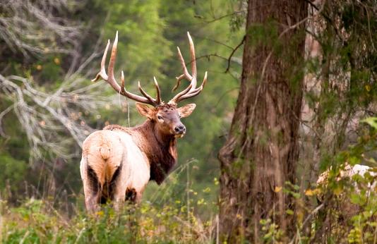 A bull elk looks in the woods back at the photographer