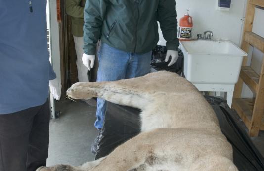 Photo of the Ray County mountain lion.