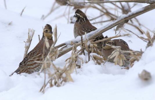 Three quail huddle in snow-covered brush.