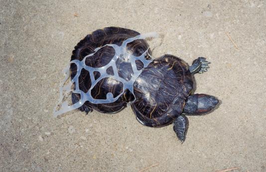 A turtle whose shell has grown around a plastic soft-drink ring, giving it an hourglass shape.