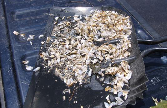 Photo of shovelfull of zebra mussels recovered from boatlift