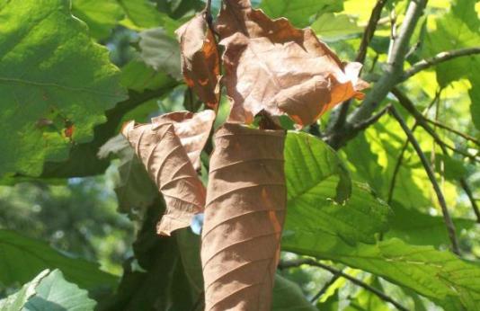 Branch flagging on chinquapin oak