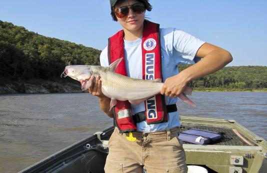 MDC fisheries biologists are gathering infomation to help manage blue catfish.