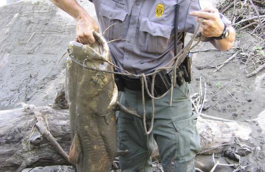 Agent Eric Abbott with flathead caught by illegal handfishing