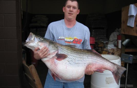 Bruce Cunningham, of Fordland, holding Missouri State-record striped bass
