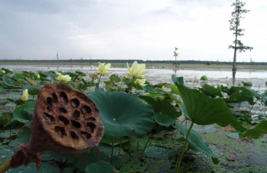 Photo shows American lotus flower pod at Duck Creek CA
