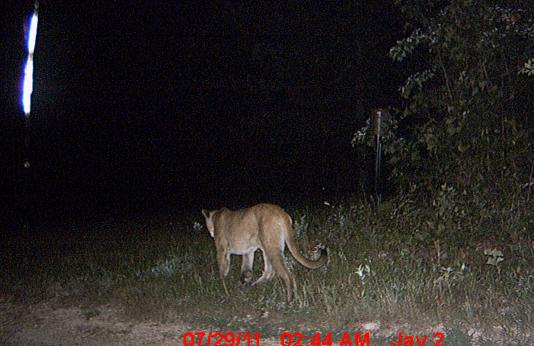 Trail camera photo of mountain lion at night, Shannon County