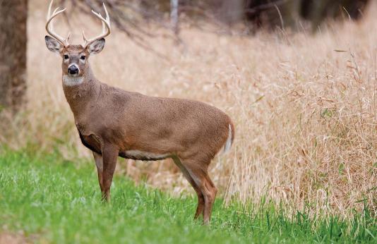 Photo of a White Tailed Buck.