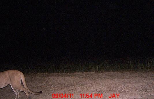 Frame shows back half of mountain lion photographed by trail camera