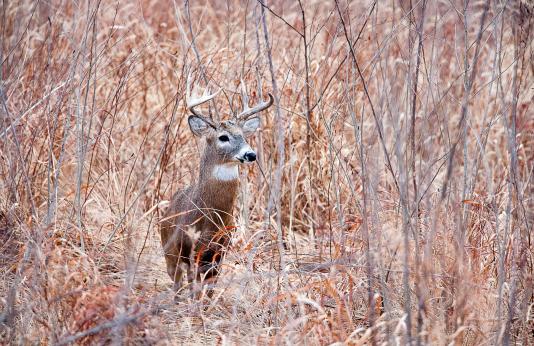 Photo of a white-tailed deer buck standing among tall grasses.