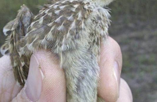 2011 late season quail chick.