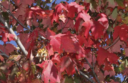 Red maple leaves in fall color