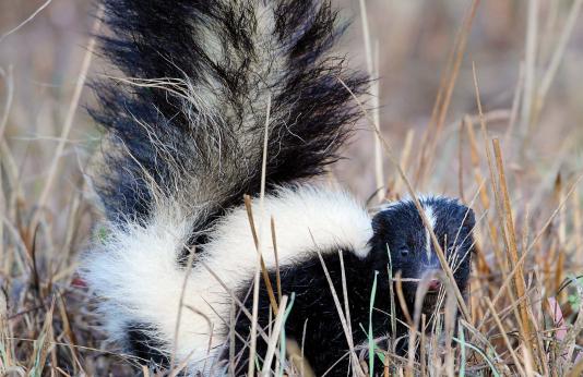 Photo of a Striped skunk