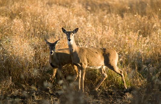A White-tailed deer doe and fawn