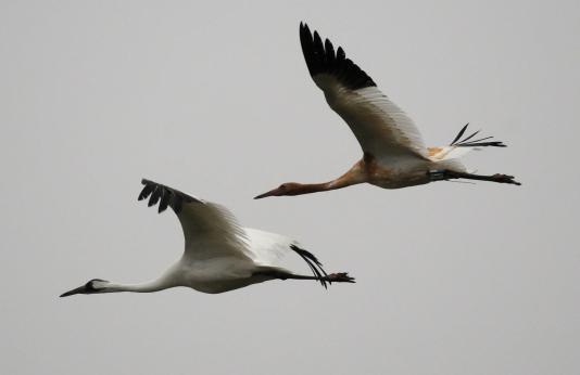 Photo of two whooping cranes in flight.