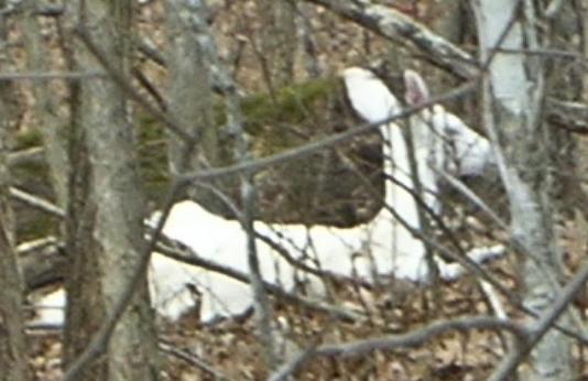 Albino deer in woods