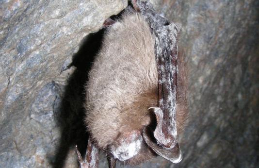 brown bat with powdery white fungus on its nose shows signs of disease