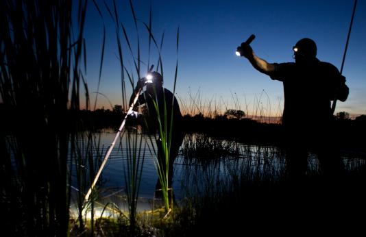 A gigger with a headlamp gigs for frogs while a helper shines a light in the water.