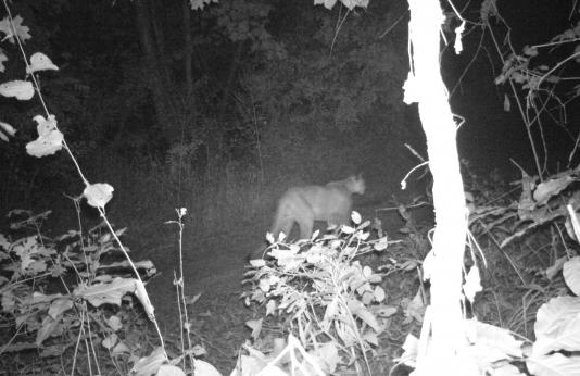 black and white photo of mountain lion walking through woods