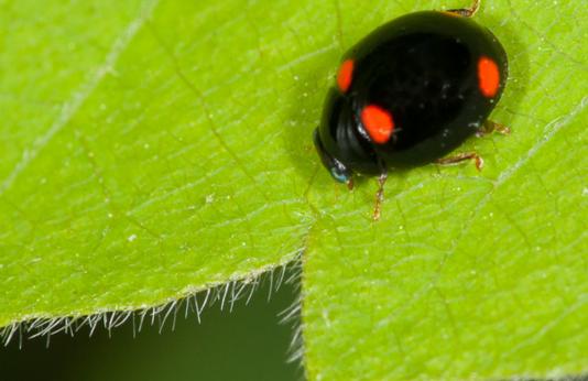 image of Four-Spotted Lady Beetle on a leaf