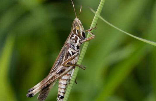 image of Admirable Grasshopper on grass stem
