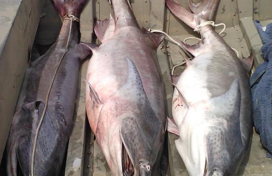 Harvested Paddlefish in Boat