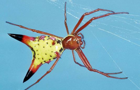 Photo of arrow-shaped micrathena spider