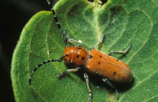 Photo of red-femured milkweed borer beetle on milkweed leaf