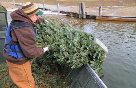 Recycling Christmas Trees for Fish Habitat