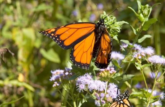 Monarch butterflies need plants in the milkweed family to survive.